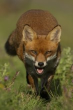 Red fox (Vulpes vulpes) adult animal amongst wildflowers in countryside grassland in summer,