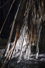 Ice on a river on branches, winter, Germany