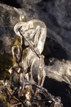 Ice on a lake on branches, winter, Germany