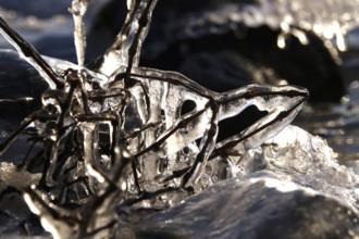 Ice on a lake on branches, winter, Germany