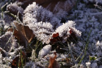 Hoarfrost, leaves, wintertime, Germany