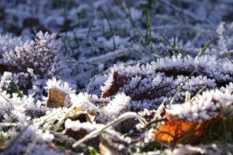 Hoarfrost on plants, wintertime, Germany