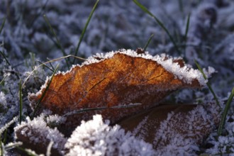 Hoarfrost, leaf in a garden, wintertime, Germany