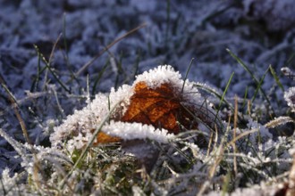 Hoarfrost in the garden, wintertime, Germany