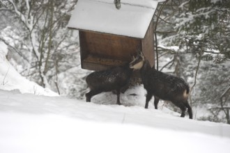 Chamois (Rupicapra rupicapra) or chamois, goat with fawn feeding in the mountains, Kalkalpen