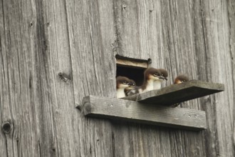 Goosander (Mergus merganser) one day old fledglings at the breeding den in a field barn, a few