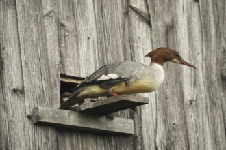 Goosander (Mergus merganser) female at the breeding den in a field barn, a few seconds in front of