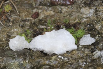 Mountain crystals on wet rock, Allgäu, Bavaria, Germany, Allgäu, Bavaria, Germany