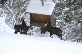 Chamois (Rupicapra rupicapra) or chamois, goat with two fawns feeding in the mountains, Kalkalpen