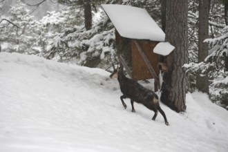 Chamois (Rupicapra rupicapra), also known as Gams, goat, feeding in the mountains, Kalkalpen