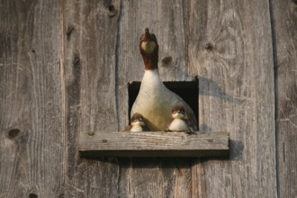 Goosander (Mergus merganser) female with one day old young birds at the breeding den in a field