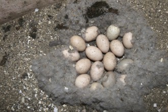Goosander (Mergus merganser) Nest and clutch of 16 eggs in a nesting box in a field barn, Allgäu,
