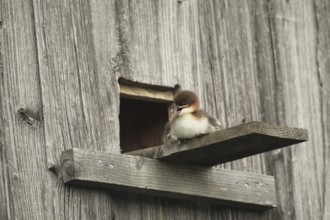 Goosander (Mergus merganser) one day old young bird at the breeding den in a field barn, a few