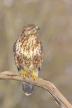 Buzzard (Buteo buteo) sitting attentively on a branch, wildlife, animals, birds, bird of prey,