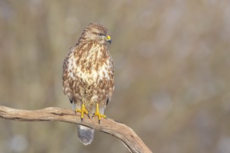 Buzzard (Buteo buteo) sitting attentively on a branch, wildlife, animals, birds, bird of prey,