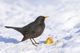 Blackbird (Turdus merula), adult male eating apple in snow, wildlife, thrushes, winter, nature