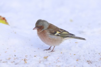 Chaffinch (Fringilla coelebs), male in winter dress, looking for food at the winter feeding place