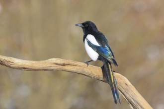 Magpie, (Pica pica) sitting on a branch with contrasting blue, black and white feathers, wildlife,