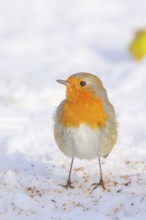 Robin (Erithacus rubecula), looking for food at the winter feeding place in snow, wildlife, winter,