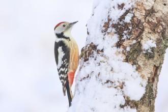 Middle spotted woodpecker (Dendrocopos medius) on a birch tree in the snow, wildlife, woodpeckers,