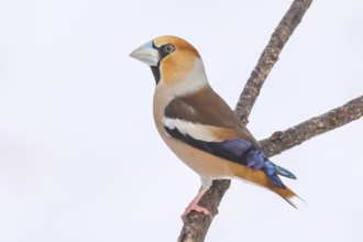 Hawfinch (Coccothraustes coccothraustes), male sitting attentively on a branch covered with lichen,