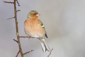 Chaffinch (Fringilla coelebs), male in winter dress, sitting on a branch overgrown with sharp