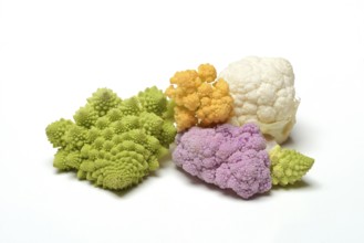 Colored cauliflower, Brassica oleracea var. botrytis