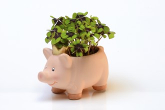 Ceramic lucky pig with shamrock plant