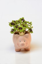 Ceramic lucky pig with shamrock plant