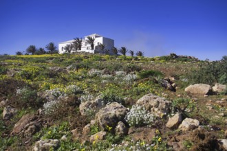Small church high up in the mountains of the Famara massif with palm trees and blooming meadows