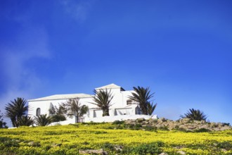Small church (Ermita de Las Nieves) with palm trees surrounded by yellow flowers, Mirador de Ermita
