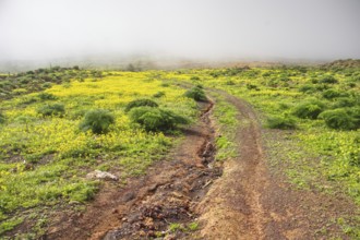 Hiking trail through green field with yellow blooming wildflowers in fog, Mirador de Ermita de Las