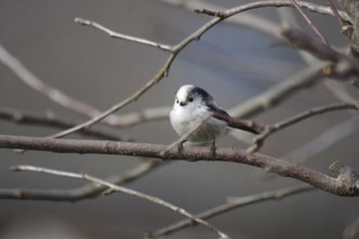 Long-tailed Tit (Aegithalos caudatus), tree, winter, cute, A long-tailed tit sits in a tree on a