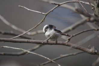 Long-tailed tit (Aegithalos caudatus), tree, winter, cute, A long-tailed tit sits on a branch in a