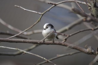 Long-tailed Tit (Aegithalos caudatus), tree, winter, cute, A long-tailed tit sits on a branch in a
