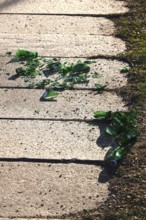 Broken glass on a sidewalk, danger to passers-by, cyclists and animals, Germany
