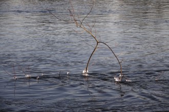 Elbe with ice on branches, winter, Dresden, Saxony, Germany