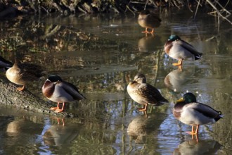 Ducks on a lake, winter, Germany