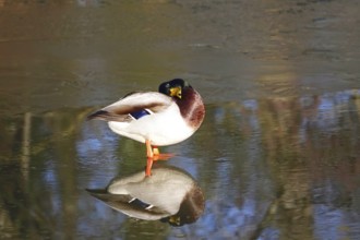 Duck on a frozen lake, winter, Germany