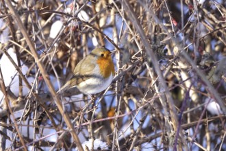 Robin, winter, Germany