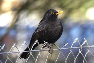 Blackbird on a chain-link fence, winter, Germany