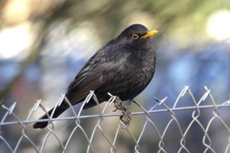 Blackbird on a fence, winter, Germany