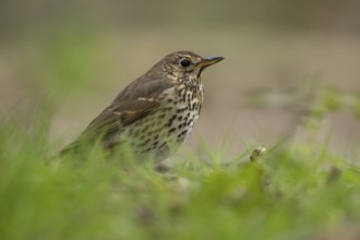 Song thrush (Turdus philomelos) adult garden bird on a grass lawn in spring, England, United
