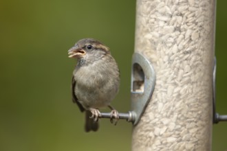 House sparrow (Passer domesticus) adult female garden bird feeding on sunflower seed hearts from a
