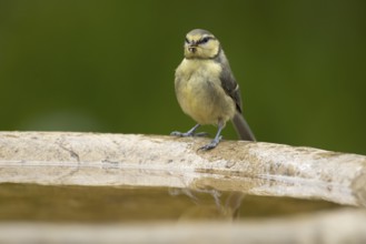 Blue tit (Cyanistes caeruleus) adult garden bird on a bird bath in summer, England, United Kingdom