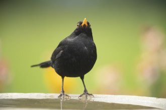 Eurasian blackbird (Turdus merula) adult male garden bird on a bird bath in summer, England, United