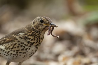 Song thrush (Turdus philomelos) adult garden bird with a worm for food in its beak in spring,