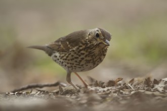 Song thrush (Turdus philomelos) adult garden bird in a woodland in spring, England, United Kingdom