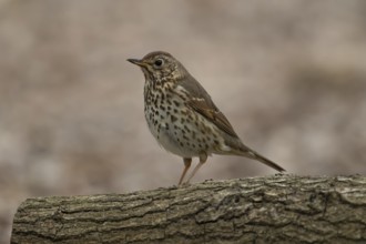 Song thrush (Turdus philomelos) adult garden bird on a tree log, England, United Kingdom