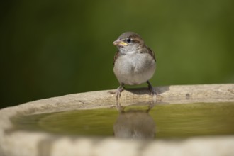 House sparrow (Passer domesticus) adult garden bird on a bird bath in summer, England, United